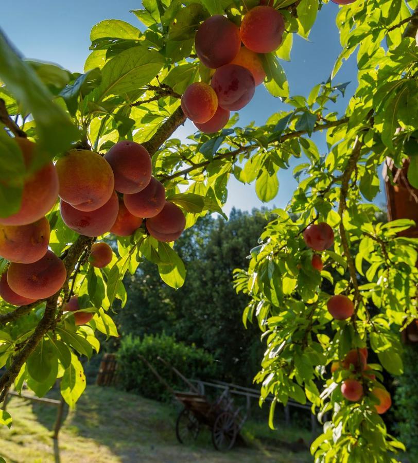 Agriturismo Alle Rose Volterra Zewnętrze zdjęcie