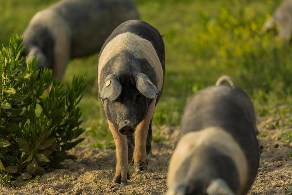 Agriturismo Alle Rose Volterra Zewnętrze zdjęcie